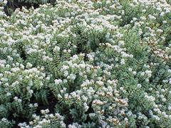 تره تیزک آبی - الهه جوانی